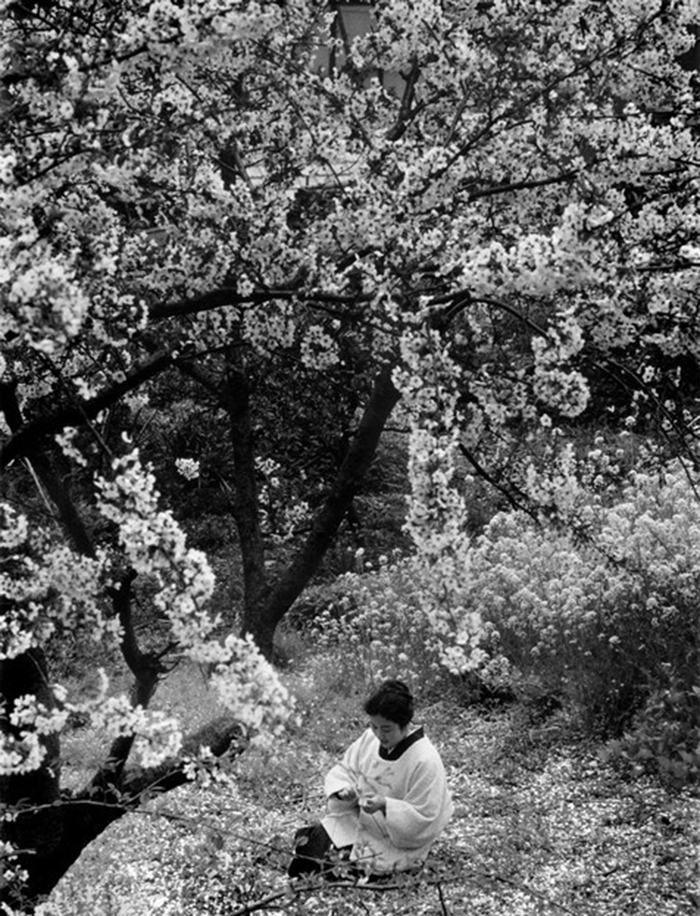 Burt Glinn Sakura