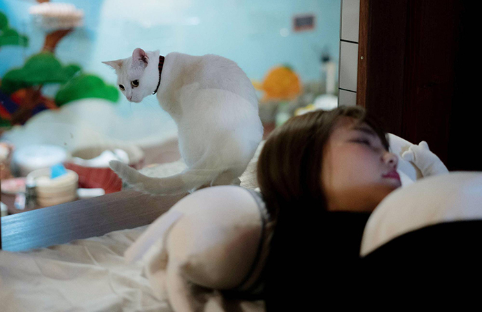 Cat_Hotel_Osaka