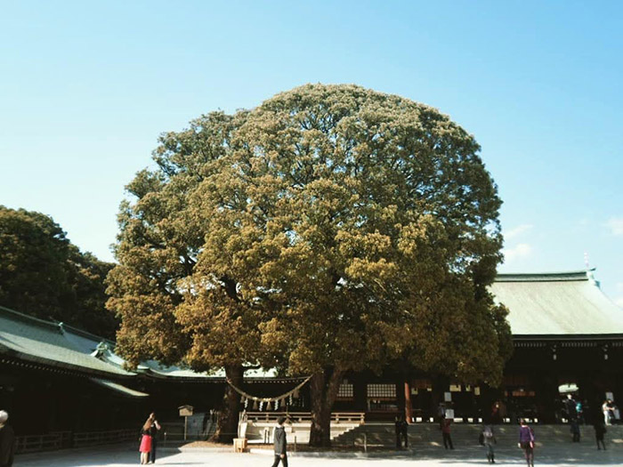 Meiji Jingu Tokyo