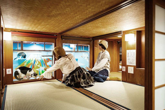 Cat_Hotel_Osaka