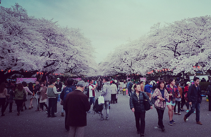 Sakura Ueno