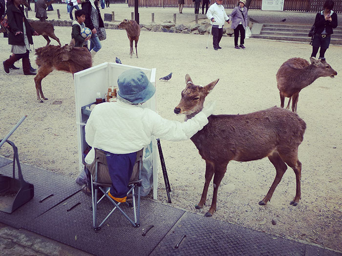 biscotti cervi di Nara
