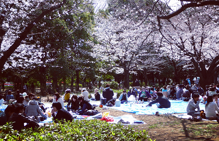 Hanami Giappone