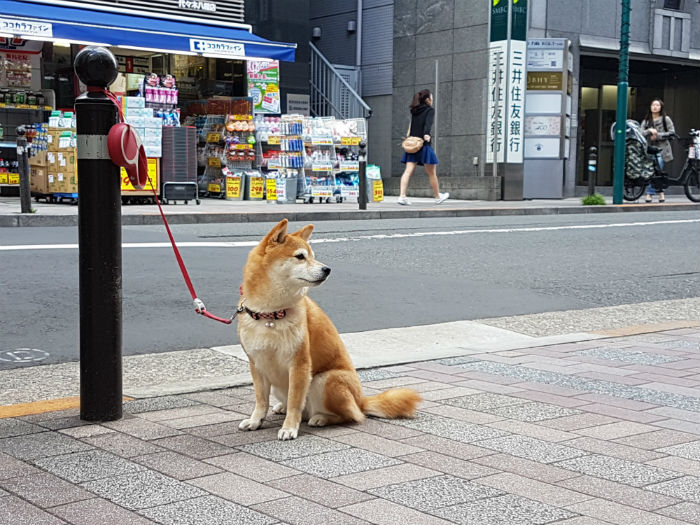 Shiba Inu